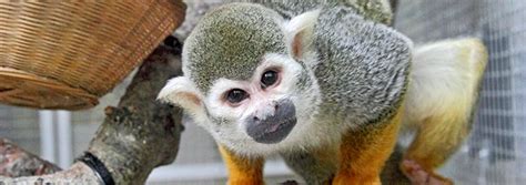 Keeping Squirrel Monkeys As Pets | RSPCA - RSPCA - rspca.org.uk