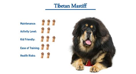 How Much Do Tibetan Mastiff Dogs Cost