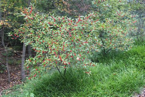 Winterberry Holly - Fall Color in the Virginia Landscape ...