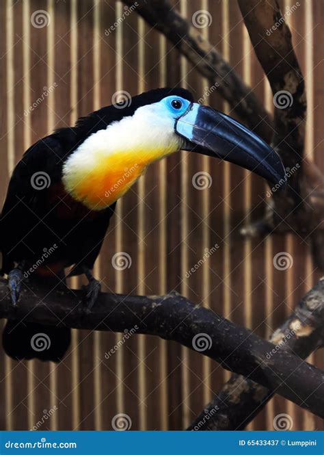 Exotic Colorful Bird with a Large Beak. Toucan Stock Image - Image of ...