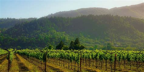 The 10 BEST Oregon Pinot Noir Wineries To Visit In 2021