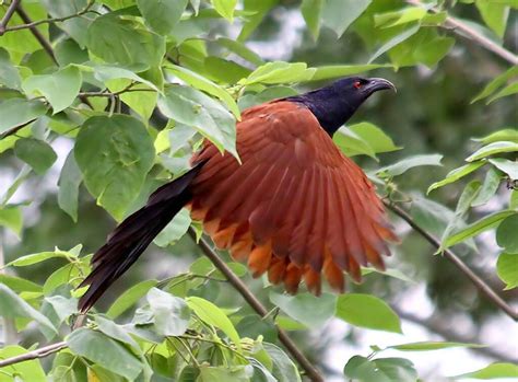 Bharadwaj Bird (Greater Coucal) Species, Details, Facts, Pictures, Cost ...