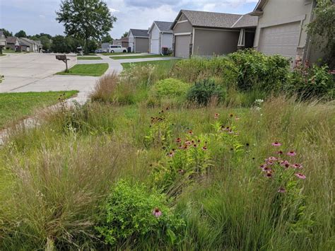 Urban prairie lawn an option for homeowners tired of grass