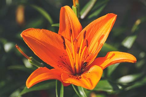 Growing and Caring for Asiatic and Oriental Lilies with Charlie