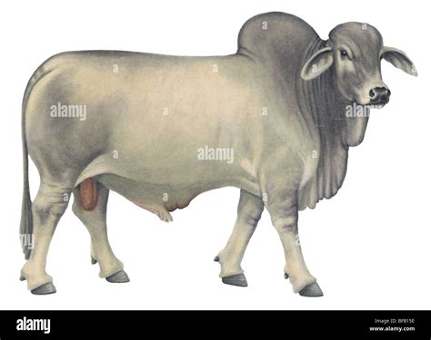 Brahman bull High Resolution Stock Photography and Images - Alamy