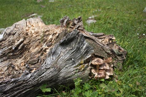 Elm Oyster Mushroom: Cultivation, Benefits, and Recipes - Minneopa Orchards