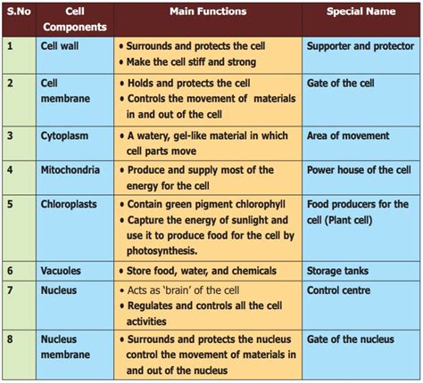 Top 107 + All animal cell organelles and their functions - Lifewithvernonhoward.com