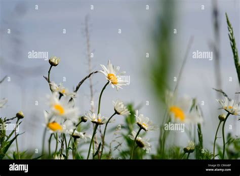 Moon daisy hi-res stock photography and images - Alamy