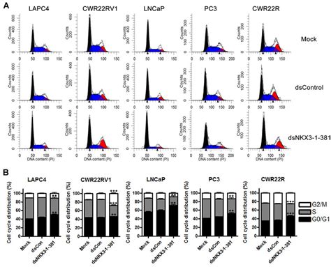 Cell cycle arrest by dsNKX3-1-381. Cells were transfected with 50 nM of ...