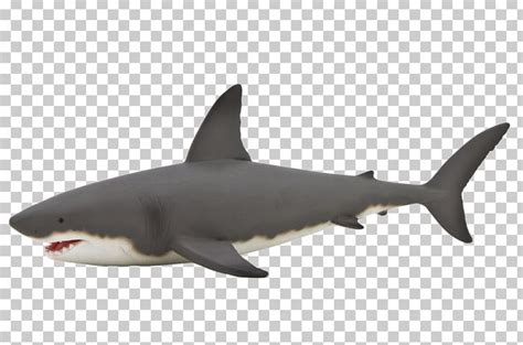 Great White Shark Shark Anatomy Whale Shark Isurus Oxyrinchus PNG, Clipart, Animal, Animals ...