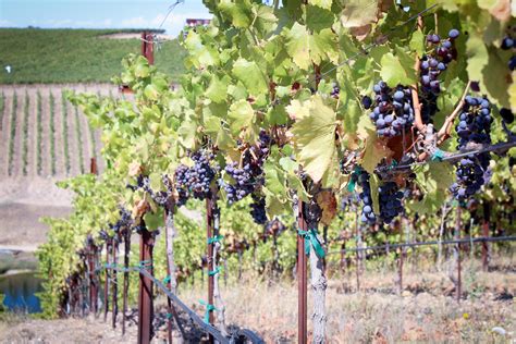 2015 winegrape harvest ends early with low yield and small, flavor ...