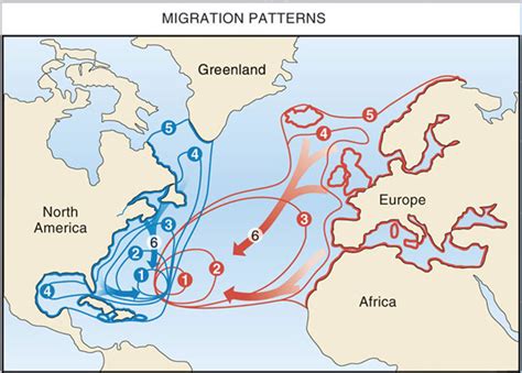 Eel Migration