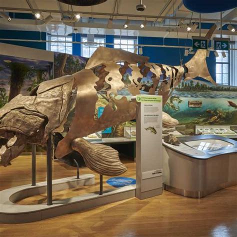 Royal Ontario Museum In Toronto | Things To See & Fun Facts