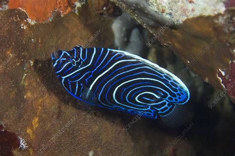 Emperor angelfish - Stock Image - Z605/1530 - Science Photo Library