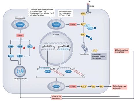 Figure 4 Mechanism of action of ALDH2 in myocardial ischemia and related heart failure