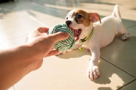 The 25 Best Cheap Dog Toys of 2020 - Pet Life Today