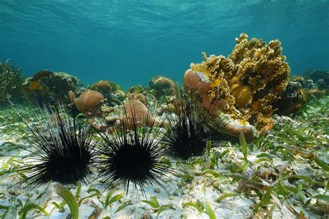 Surprising culprit found that killed 95% of a sea urchin population ...