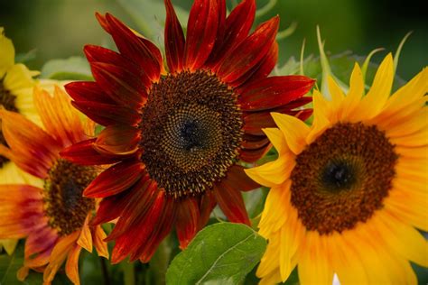 7 Favorite Sunflower Varieties for Fall | Family Handyman