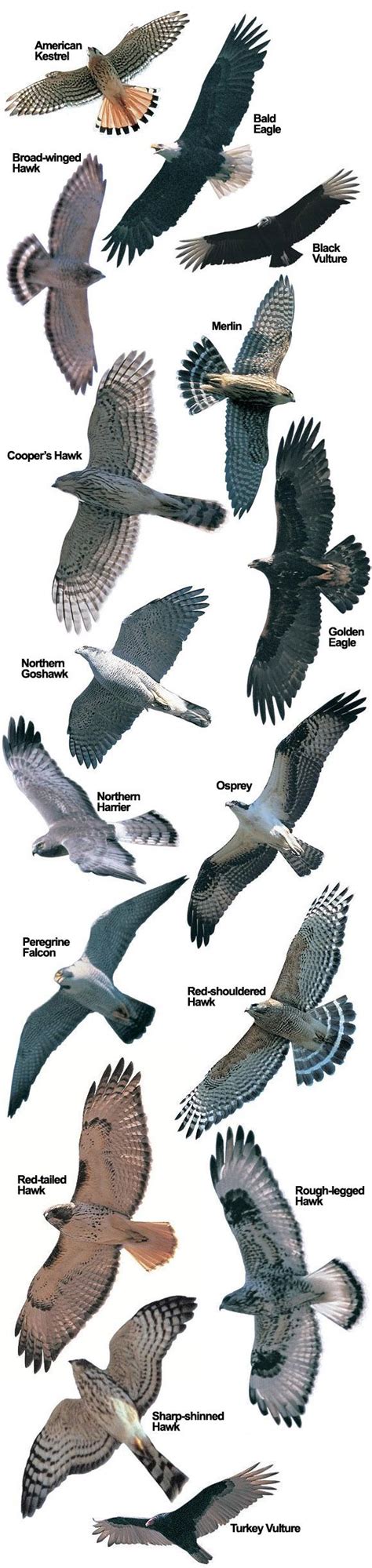 an image of birds flying in the sky with names on it's back side