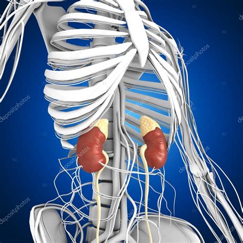 anatomie lidské ledviny — Stock Fotografie © sciencepics #75129007