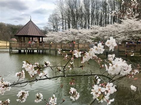 Visit Meadowlark Botanical Gardens for Year-round Beauty in Northern VA