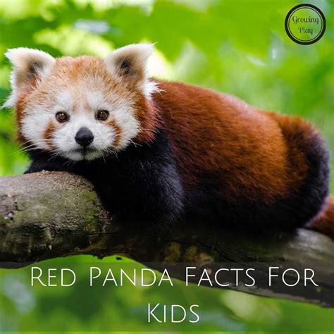 Top Red Panda Facts For Kids