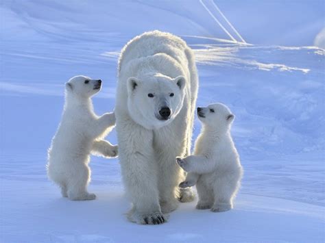 Polar Bear - Arctic Tundra