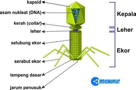 Materi Yang Tersimpan Dalam Kapsid Virus Berupa - Homecare24