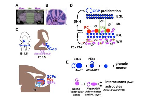 The Alexandra Joyner Lab: Cerebellum development and regeneration ...