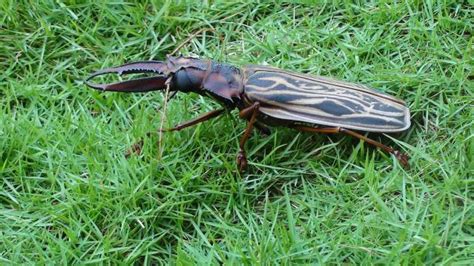 Sabertooth Longhorn Beetle: Identification, Life Cycle, Facts & Pictures