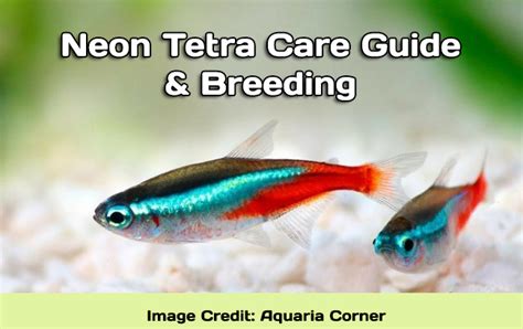 Neon Tetra Care Guide & Breeding