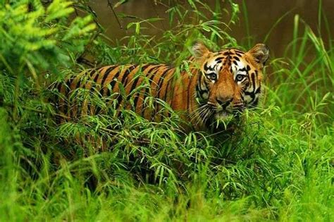 18 Places You Need To Visit For The Best Wildlife Experience in India