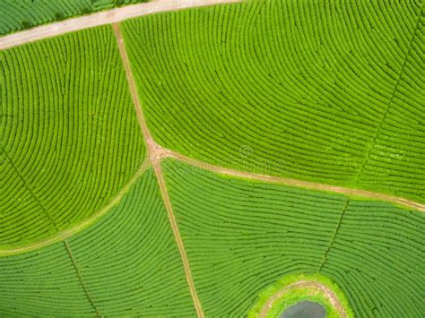 Aerial View of Tea Plantation Stock Photo - Image of field ...