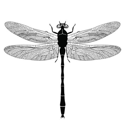 Collection 102+ Pictures Dragonfly Images Black And White Updated