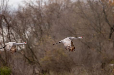 Is Hunting Sandhill Cranes Truly Necessary? - Wisconsin Society for ...