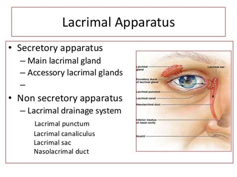 Nasolacrimal Duct Anatomy - Anatomy Book
