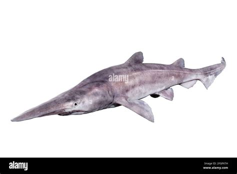 Deep sea goblin shark, Mitsukurina owstoni, on white background Stock ...