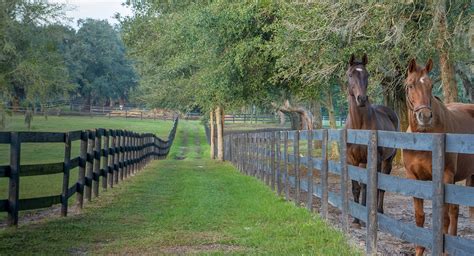 Photography Journal by Katherine Bargar: Ocala Horse Farms