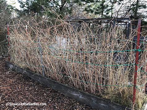 Planting Raspberry Canes In Winter – Raspberry