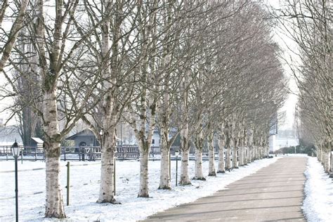 Birch trees in the snow | Leonyb | Flickr