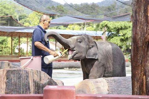 Kanchanburi Elephant Sanctuary and Jungle Safari Full-Day Tour 2024 - Bangkok