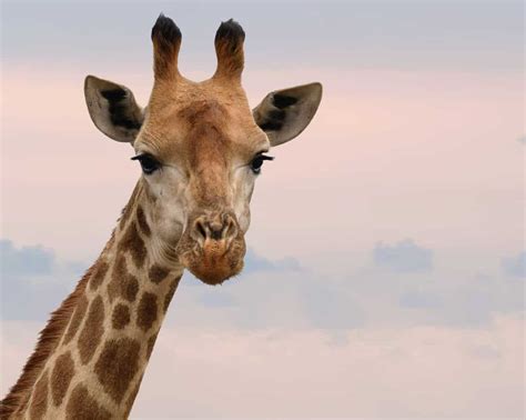 Can You Eat Giraffe Meat? (And What It Tastes Like)