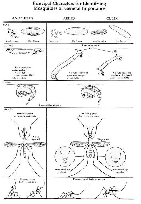 General Mosquito Biology: Rutgers Center for Vector Biology