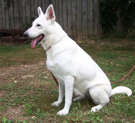 White German Shepherd Puppies Ohio : All White German Shepherd Puppy (Female) for Sale in Port ...