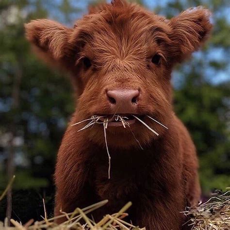 Cute Baby Cow | [+] CUTE BABY