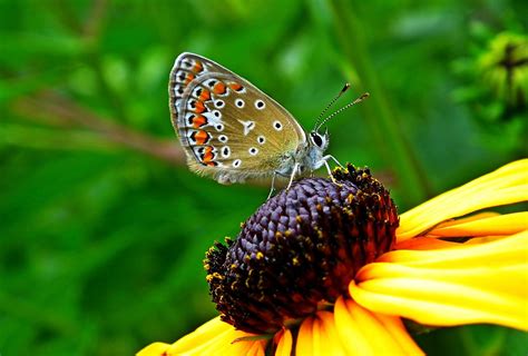 Butterfly Coneflower Pollination - Free photo on Pixabay - Pixabay