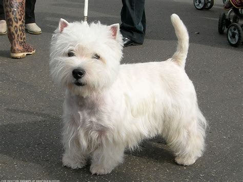 Highland Terrier / Hamish The Green Westie Westies West Highland ...