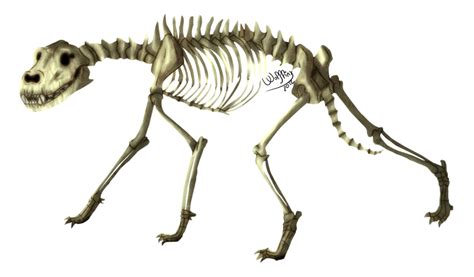 Wolf Skeleton by WolfLinx on DeviantArt