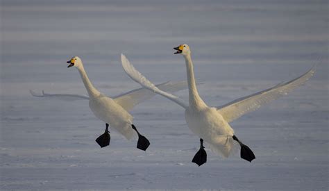 Whooper swans landing. - Whooper swans coming in to land at Lake Kussharo in Hokkaido, Japan ...