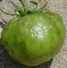 Diseases and Abiotic Problems of Greenhouse Tomatoes | Mississippi ...